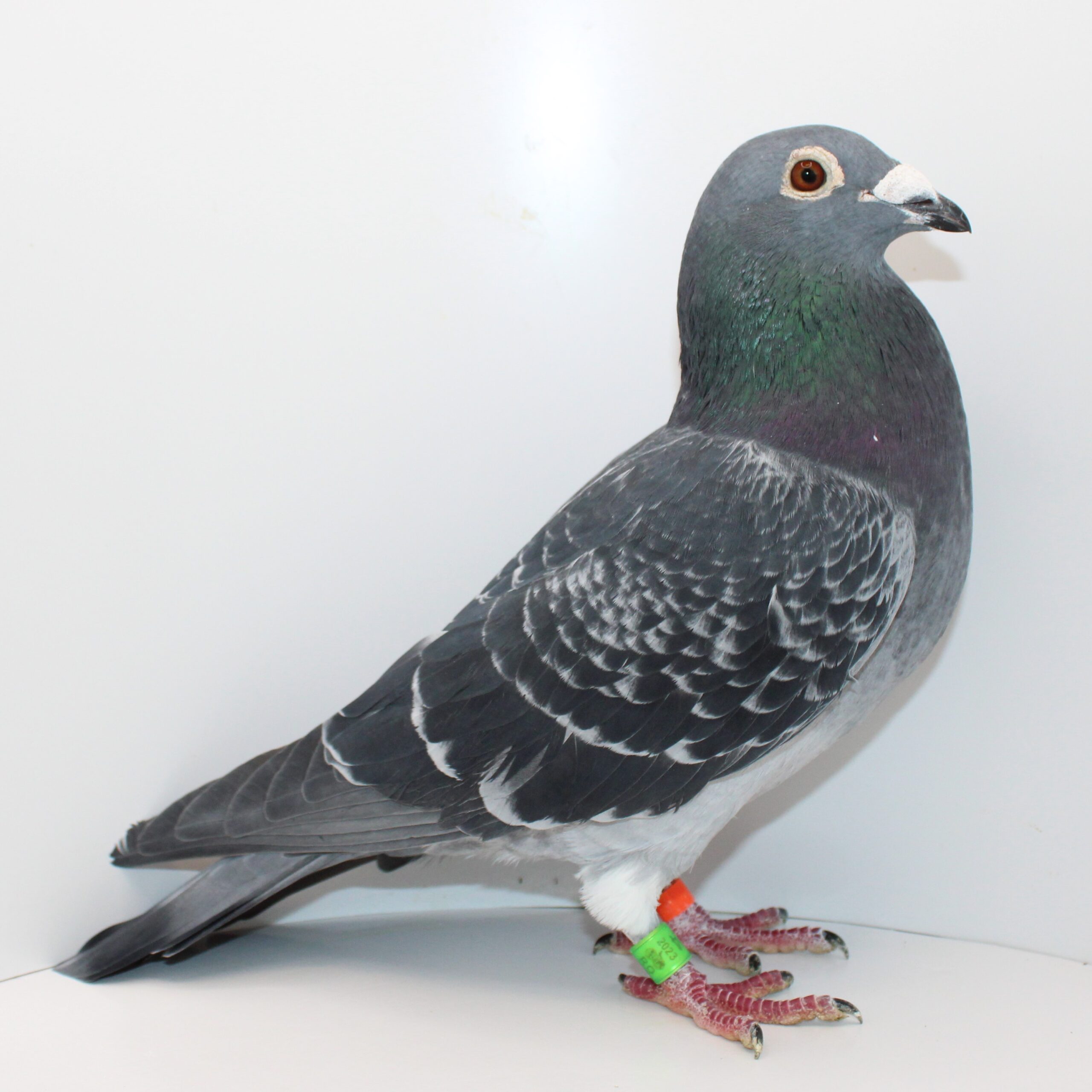 RO 23-0691924 – MASCUL