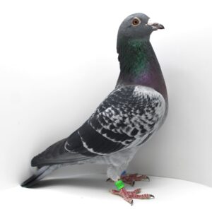 RO 23-0700453 - MASCUL