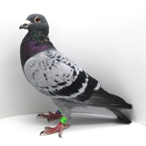 RO 23-1070945 - MASCUL