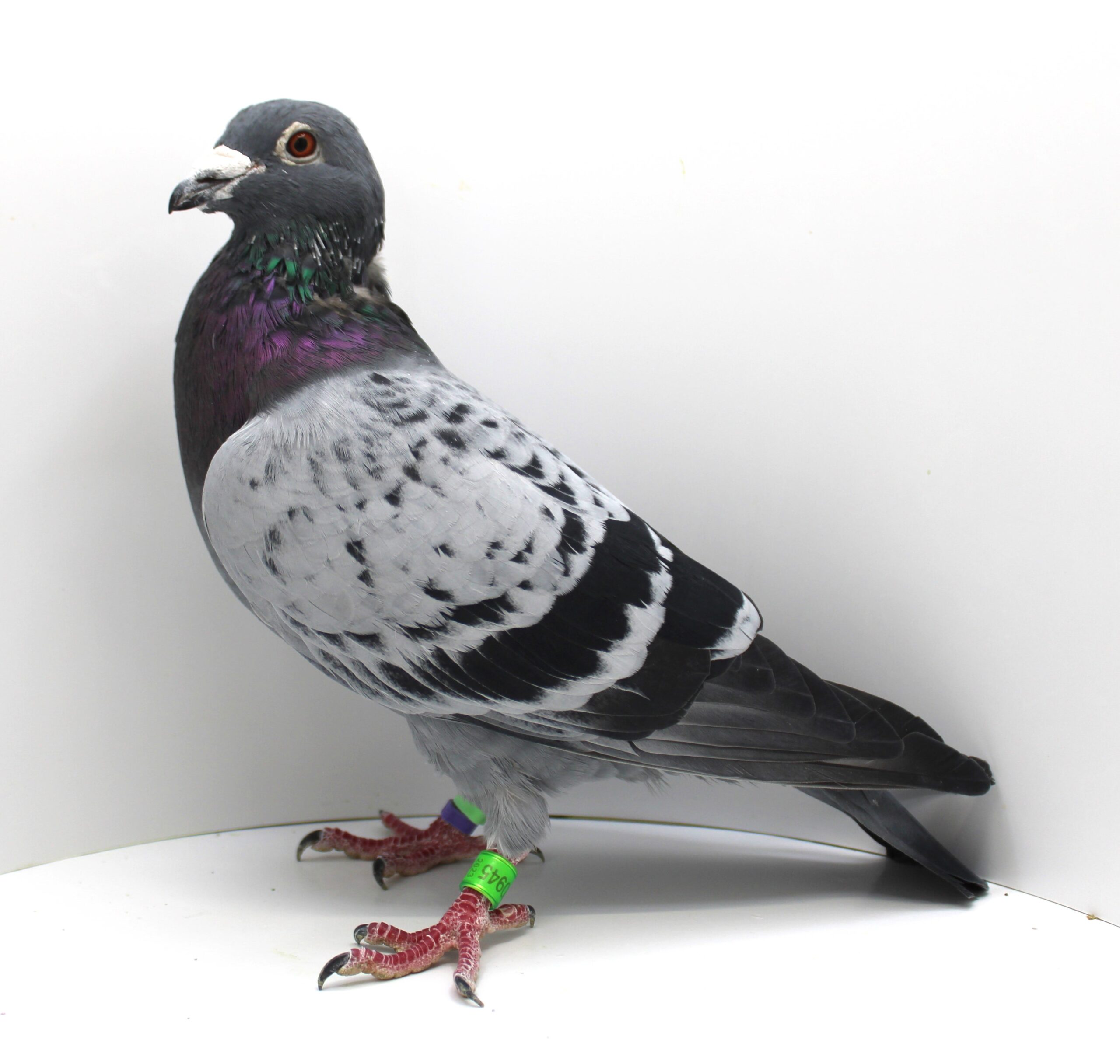 RO 23-1070945 – MASCUL