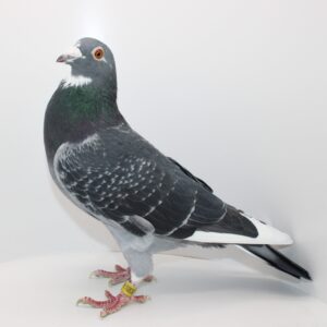 RO 24-108307- MASCUL