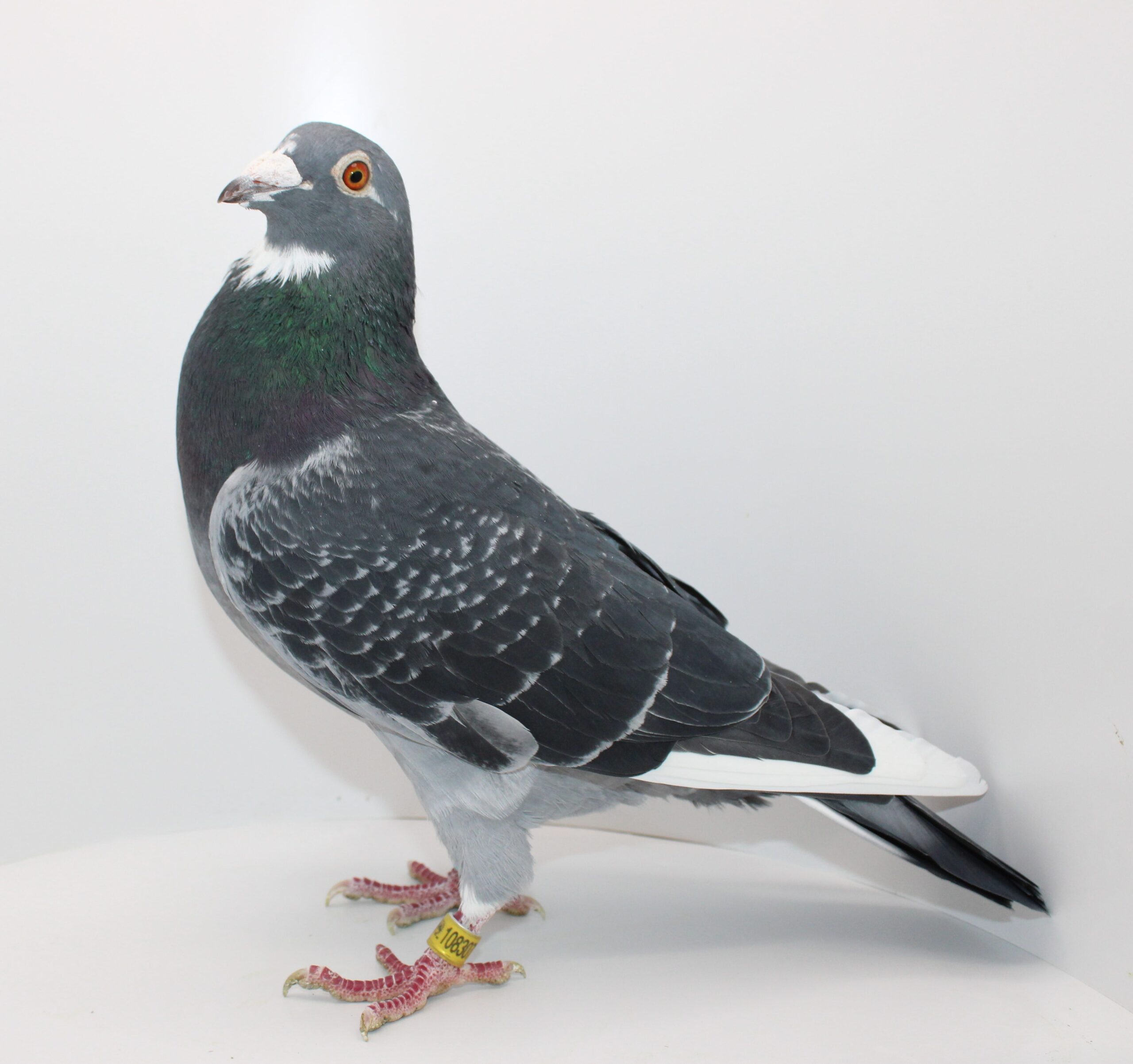 RO 24-108307- MASCUL