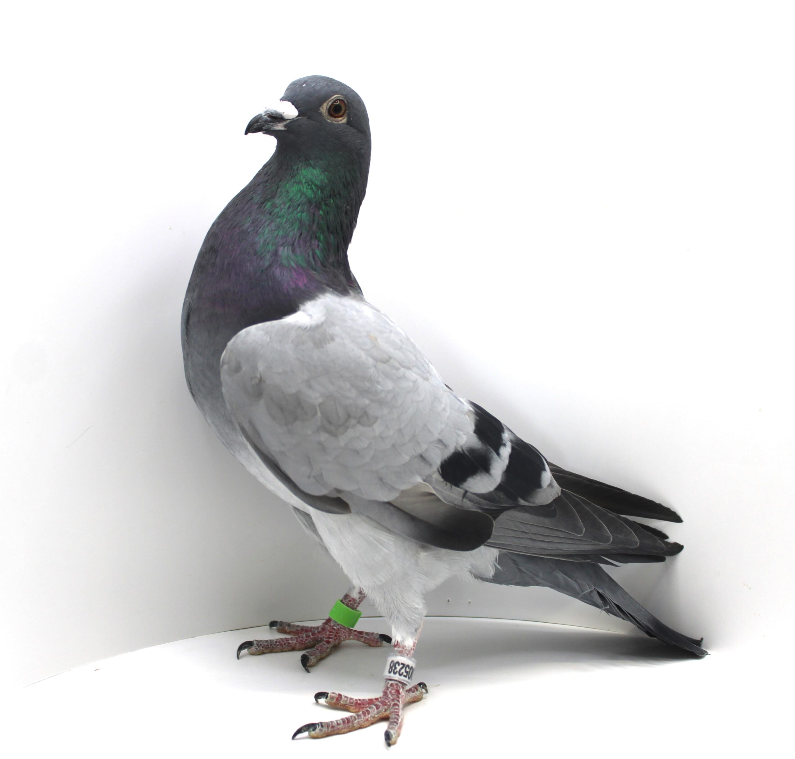 RO 25-005238 M - Image 3