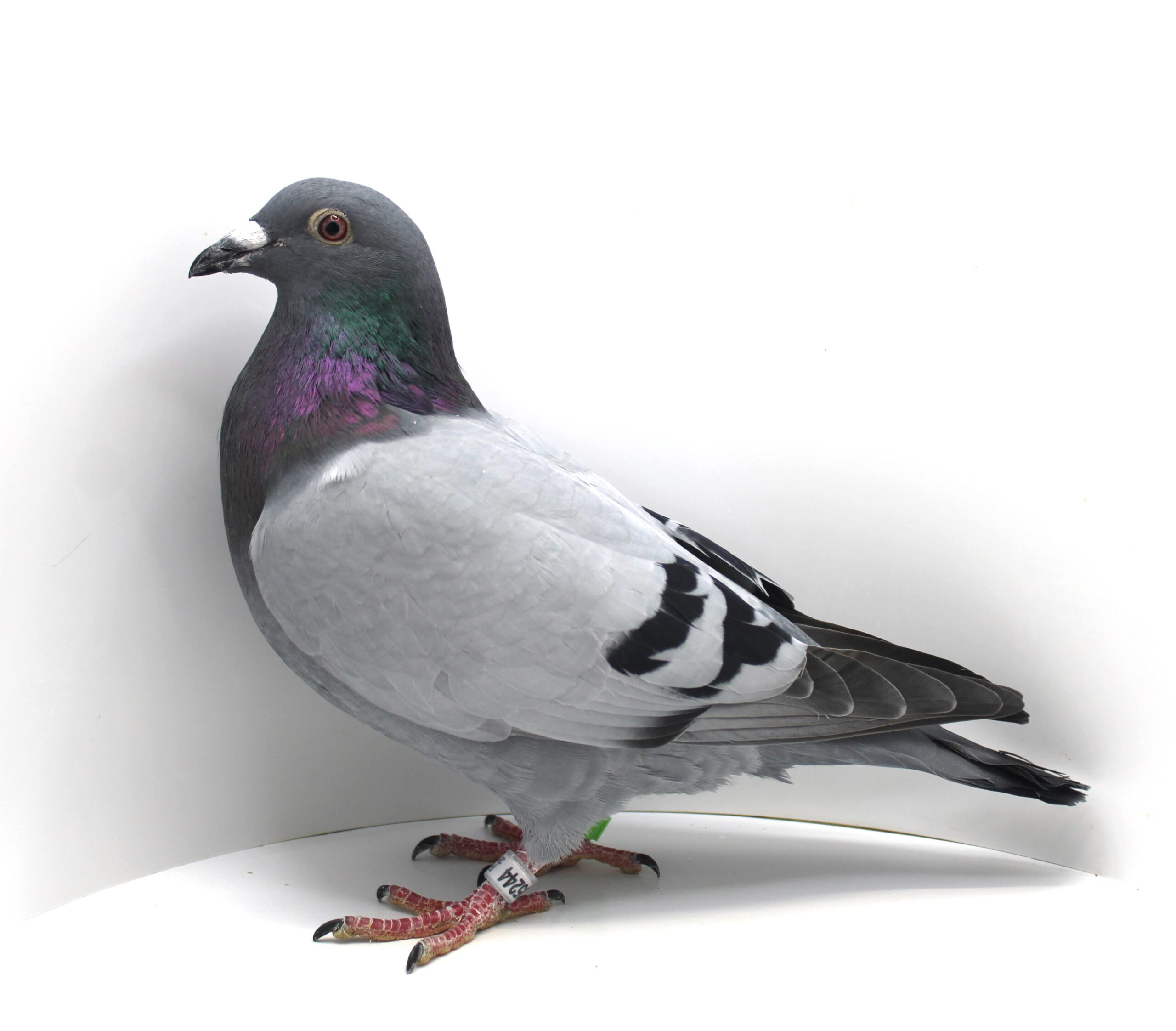 RO 25-005244 M - Image 2