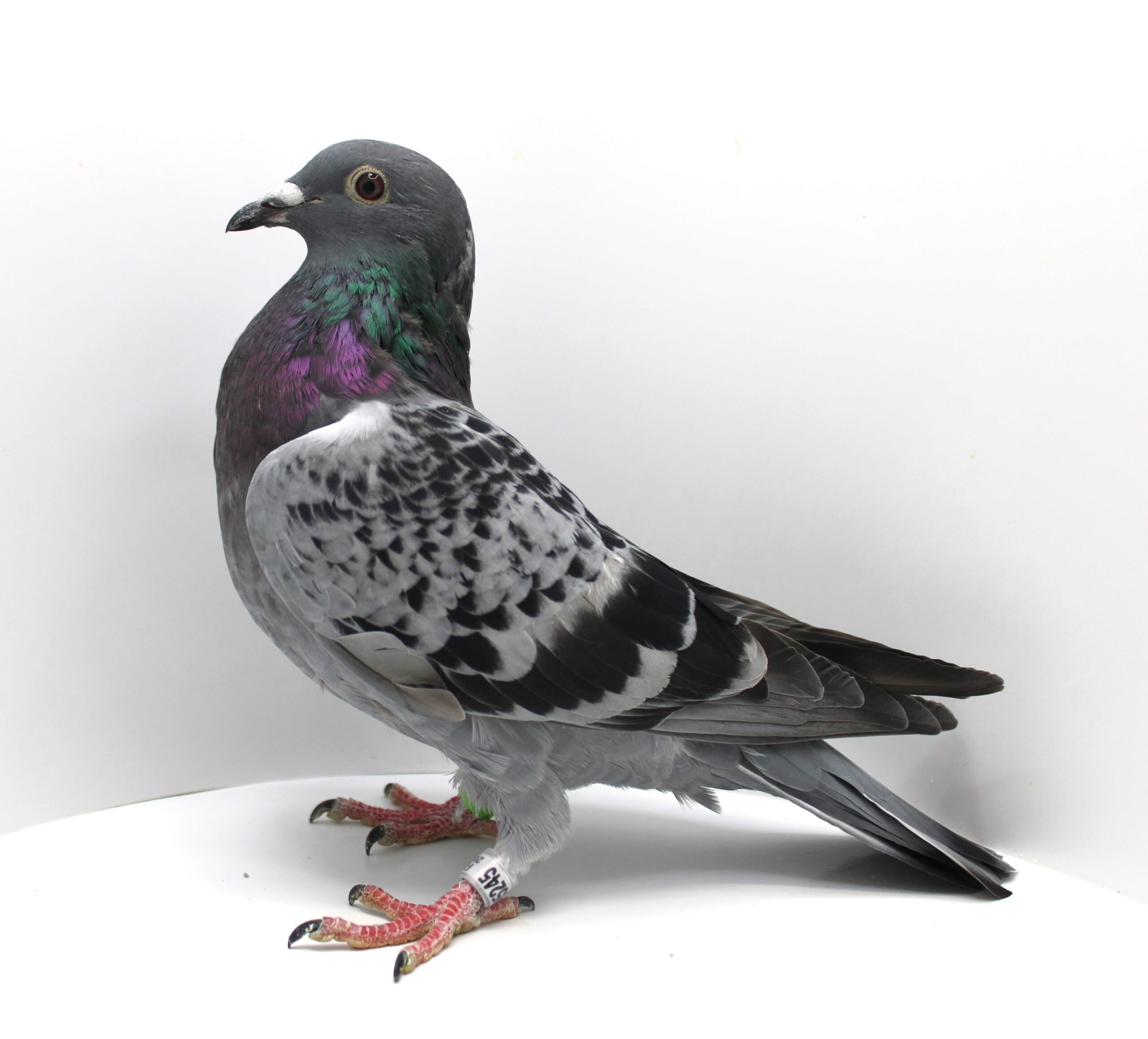 RO 25-005245 F - Image 2