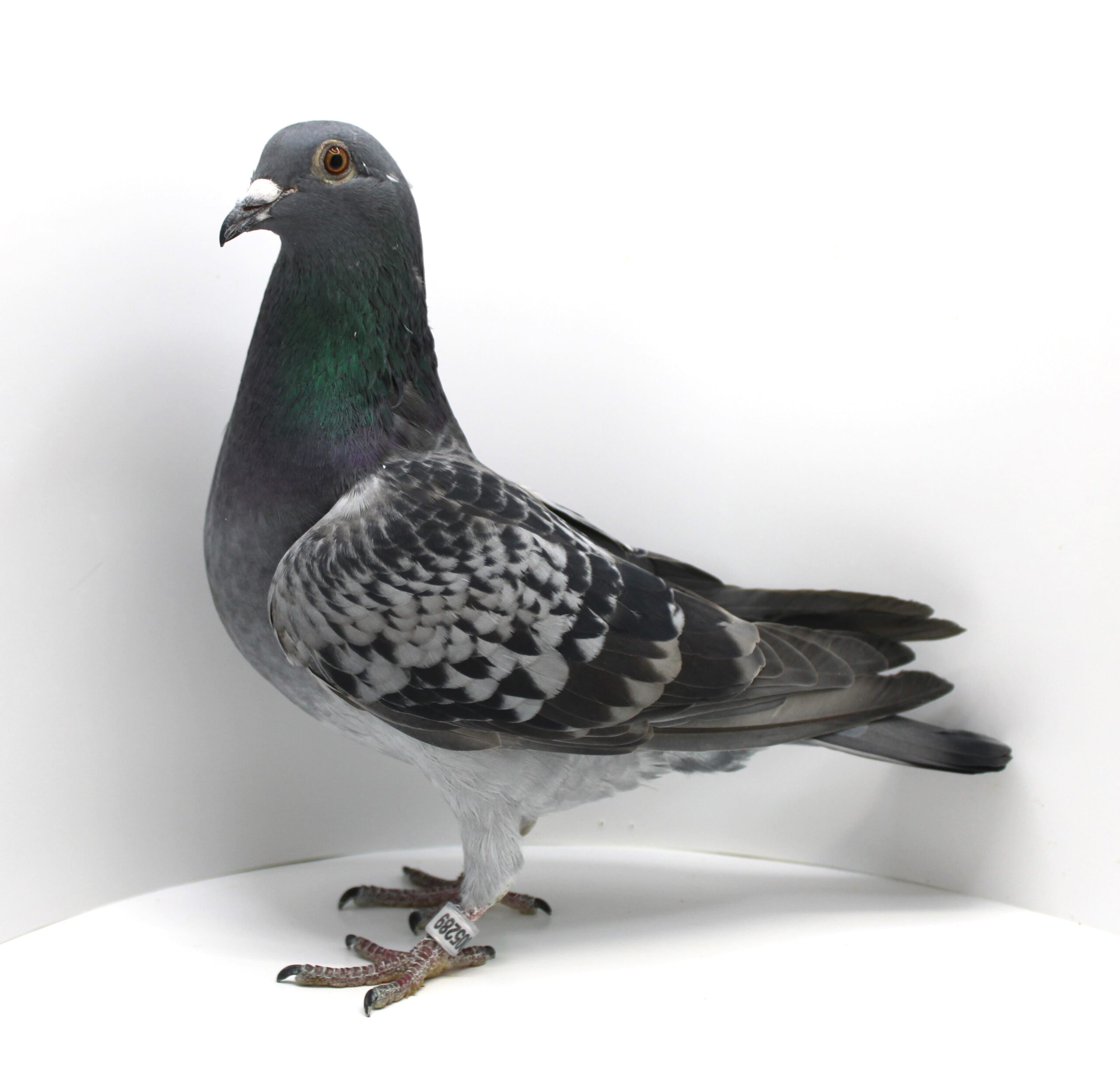 RO 25-005289 F - Image 3