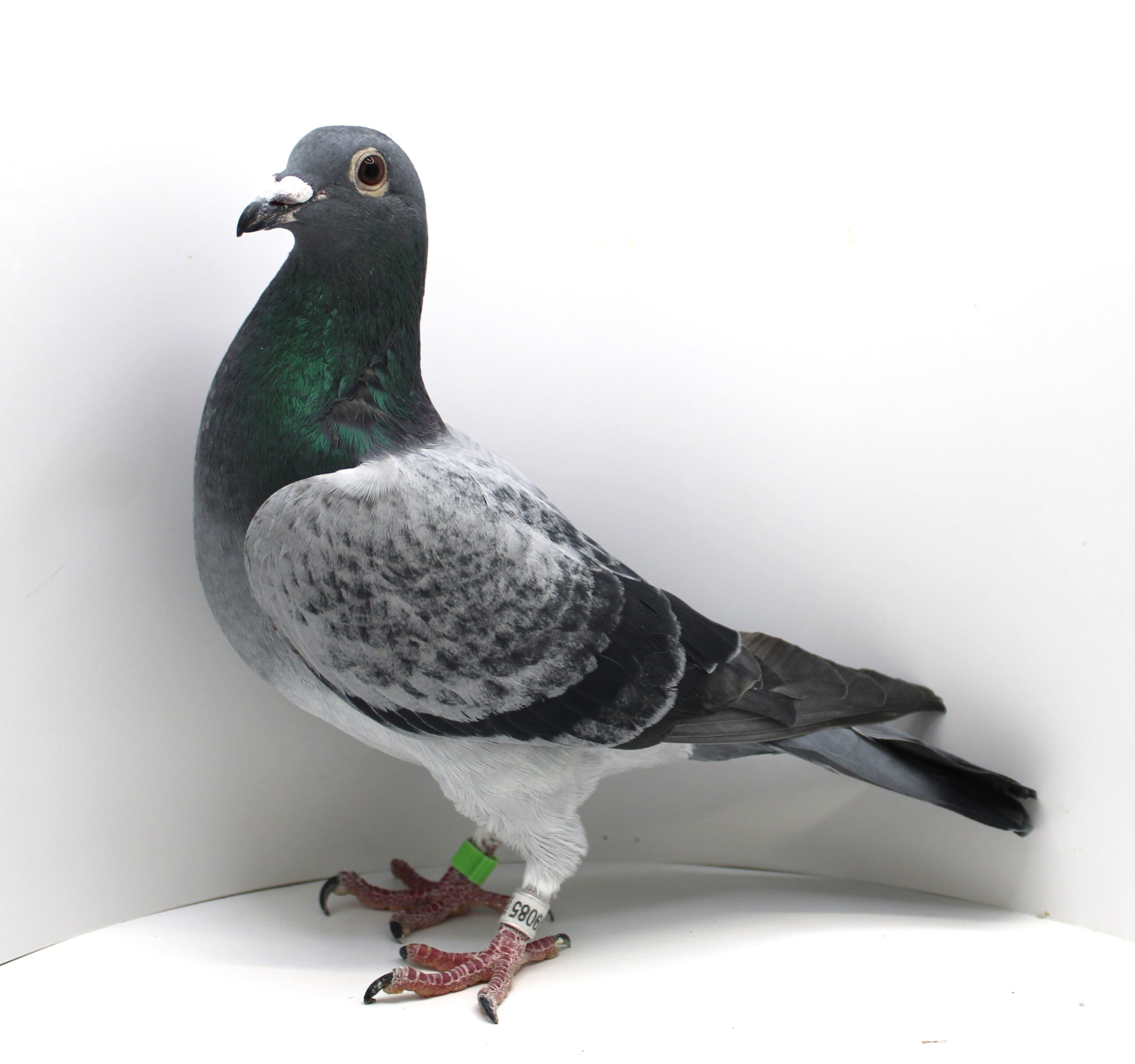 RO 25-0849085 M - Image 2