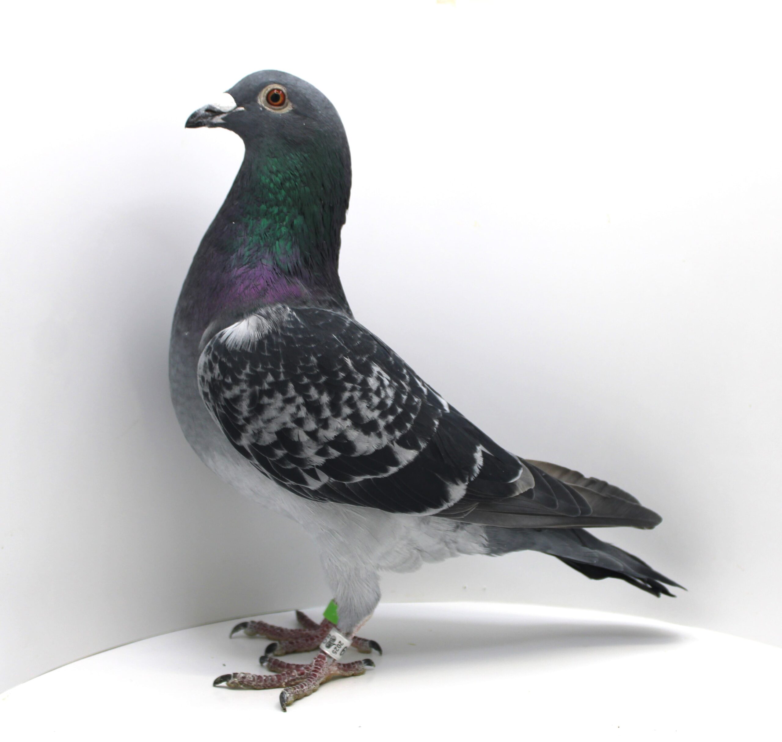 RO 25-0978439 M - Image 3