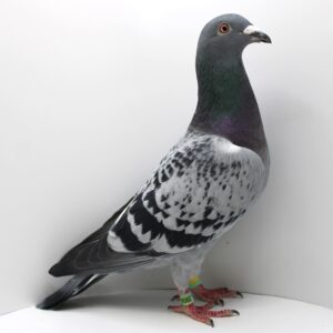 RSM 23-3904 - FEMELA