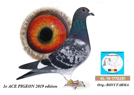 NL 19-1776281 – MASCUL - Image 4