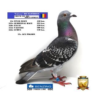 RO 26-0786019