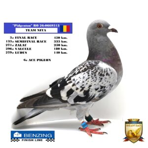 RO 26-0669313