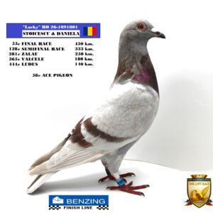 RO 26-1091801