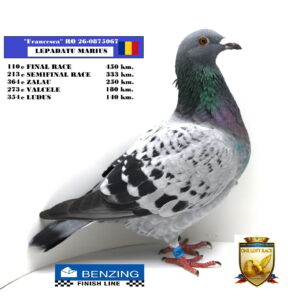 RO 26-0875067