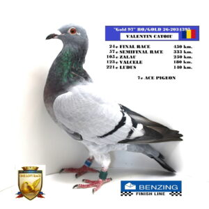 RO/GOLD 26-2034397