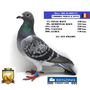 RO 26-008173