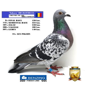 RO 26-0786131
