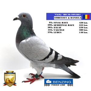 RO 26-1091804